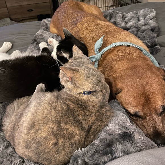 🦊 SORE IS LIVE! 🦊 - Picture 12 of 15